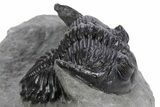 Detailed Hollardops Trilobite Fossil - Excellent Eyes #359502-1
